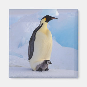 Aimant Penguin   Apténodytes