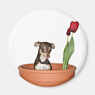 Aimant pensez le ressort !