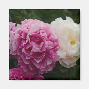 Aimant Peonies roses et blanches Rosa & Weiße Pfingstro