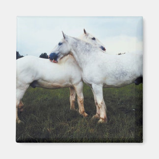 Aimant Percherons Se Cultivant