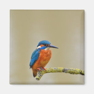 Aimant Perching Kingfisher