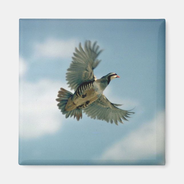 Aimant Perdrix de Chukar en vol (Devant)