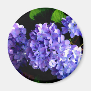 Aimant Périwinkel hydrangeas violet bleu fleur floral