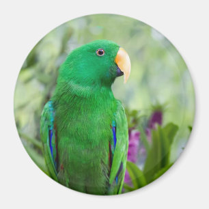 Aimant Perroquet Eclectus Mâle