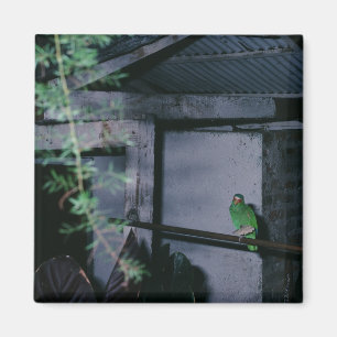 Aimant Perroquet vert local Polly Honduras