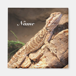 Aimant Personalized Baby Bearded Dragon Lizard