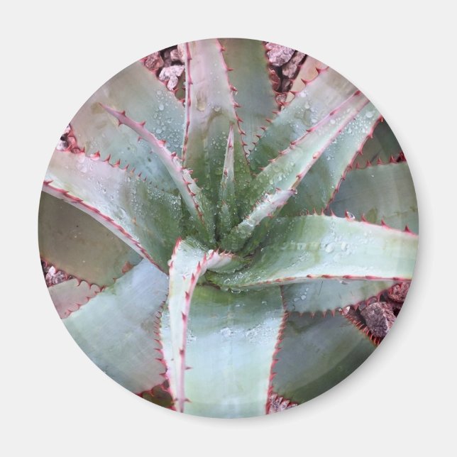 Aimant Petit agave (Devant)