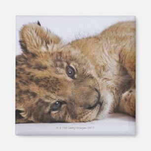 Aimant Petit animal de lion (Panthera Lion) se trouvant