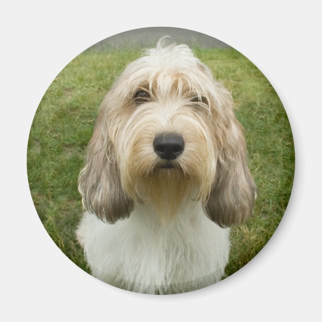 Aimant Petit Basette Griffon Vendeen (Devant)