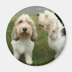 Aimant Petit Basette Griffon Vendeen