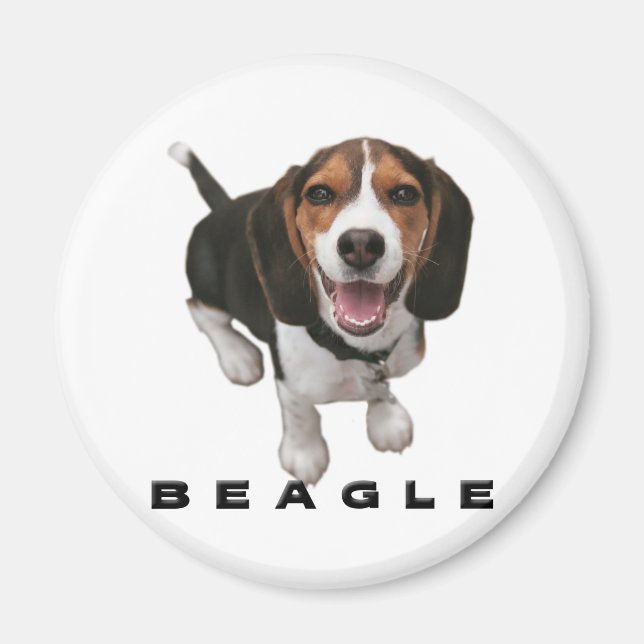 Aimant Petit Beagle (Devant)