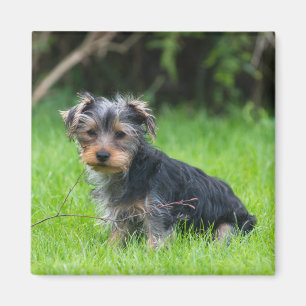 Aimant Petit bébé yorkie chiot triste yeux expression pho