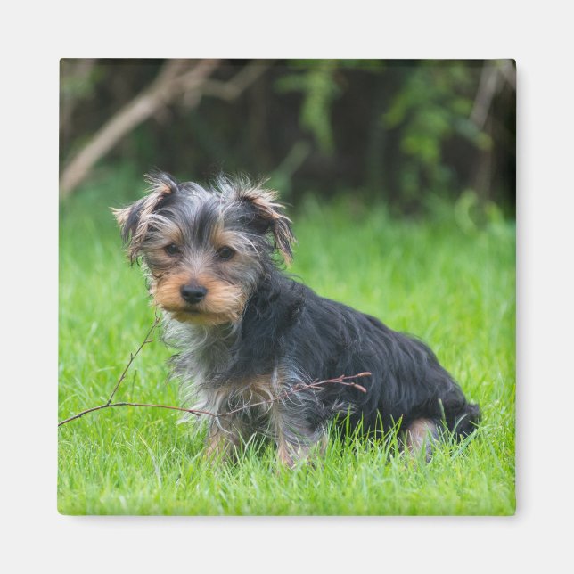 Aimant Petit bébé yorkie chiot triste yeux expression pho (Devant)