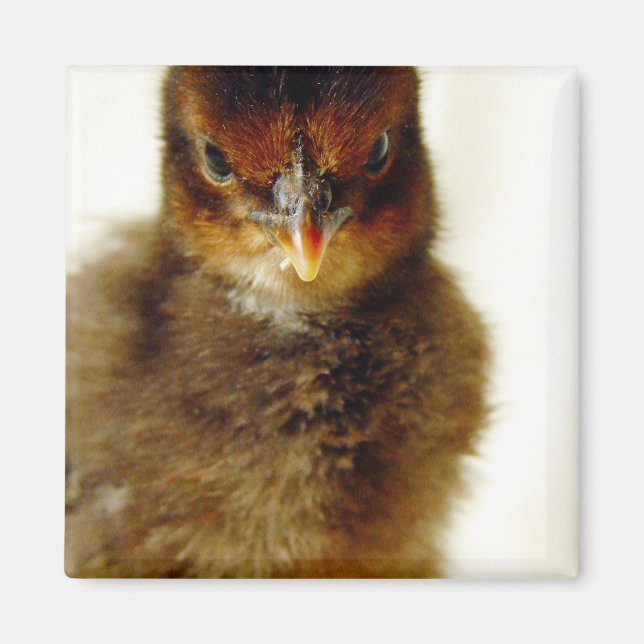 Aimant Petit Chick (Devant)