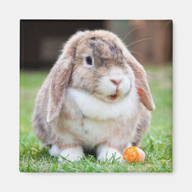 Aimant Petit Lapin Lapin Lapin De Lop De Hollande (Devant)