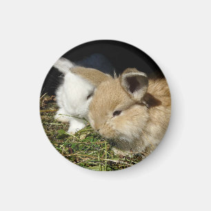Aimant Petit lapin moelleux