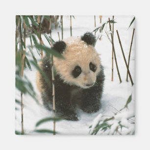 Aimant Petit panda sur la neige, Wolong, Sichuan, Chine