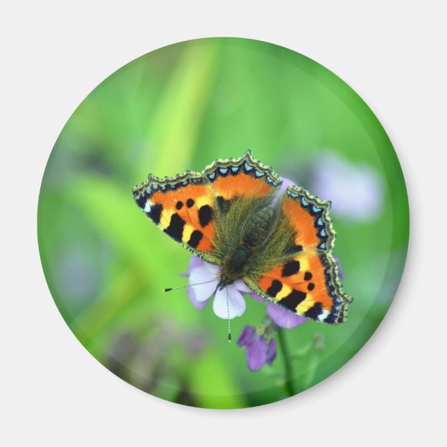 Aimant Petit papillon Tortoiseshell (Devant)