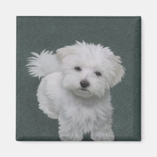 Aimant Petit portrait de chien blanc