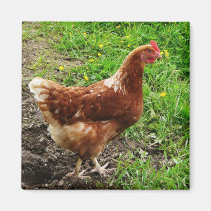 Aimant Petit poulet rouge - Couche d'oeuf libre