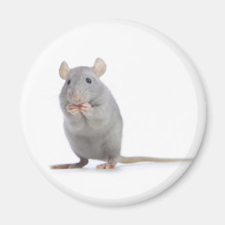 Aimant petit rat