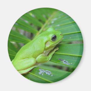 Aimant Petite grenouille verte