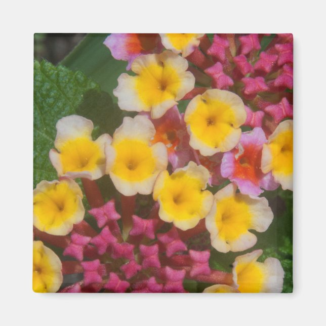 Aimant Petites Fleurs Tropicales Jaunes Aux Bureaux Roses (Devant)