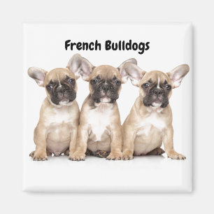 Aimant Petits Bulldogs français