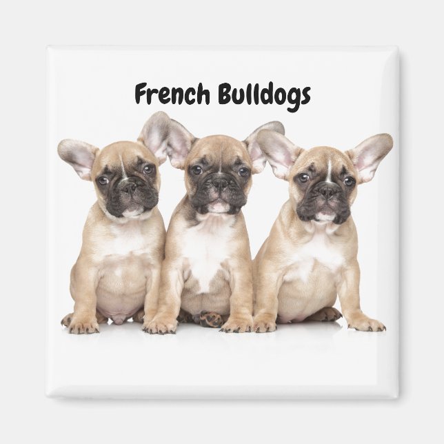 Aimant Petits Bulldogs français (Devant)