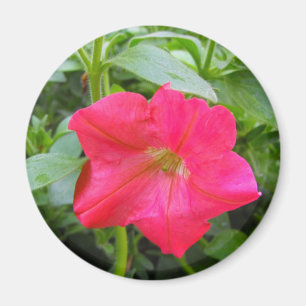 Aimant Pétunia rose