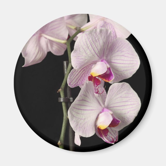 Aimant Phalaenopsis orchidée (Devant)