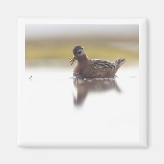 aimant Phalarope rouge 2x2