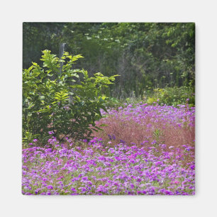 Aimant Phlox de Drummond, Phlox drummondi, Hilton Head