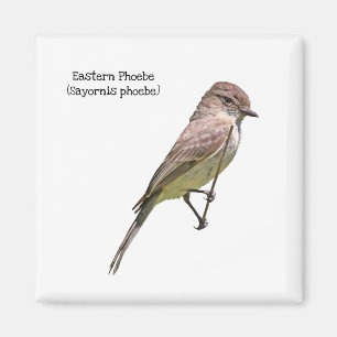 Aimant Phoebe orientale