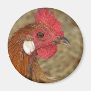 Aimant Phoenix Rooster