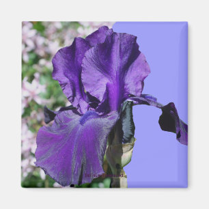Aimant photo à fleur violet Iris