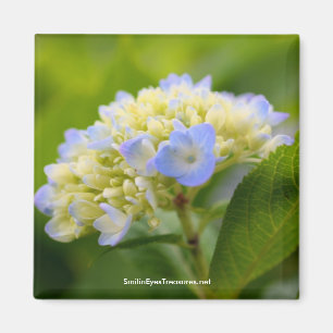 Aimant photo à fleurs d'Hydrangea bleu doux