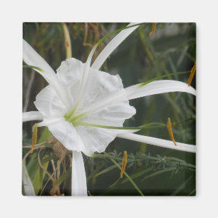 Aimant Photo blanche de fleur de lis de lis d'araignée d