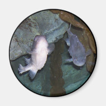Photo d'aimant de poisson Yin Yang