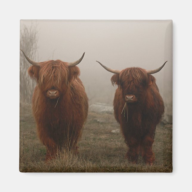 Aimant Photo de brouillard de bovins Highland (Devant)