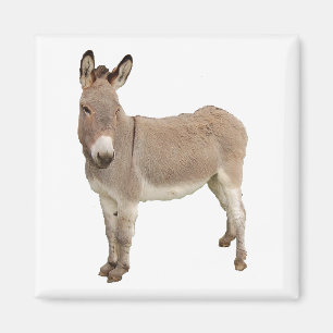 Aimant Photo de Burro à Donkey Cute