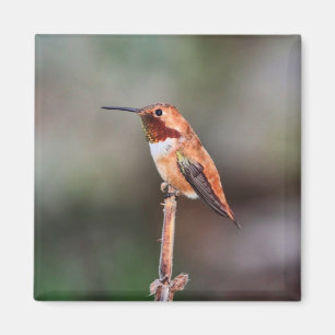 Aimant Photo de colibri