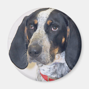 Aimant Photo de Coonhound de Bluetick