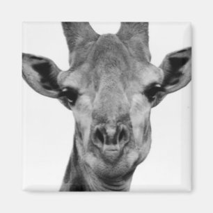 Aimant Photo de girafe noir et blanc