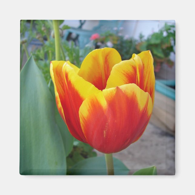 Aimant Photo de jardin floral de tulipes rouges et jaunes (Devant)