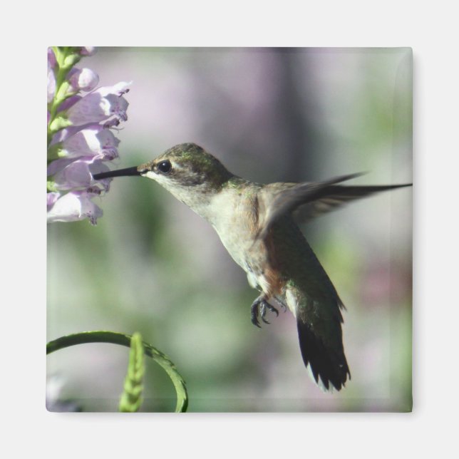 Aimant Photo de la faune rose de colibri (Devant)