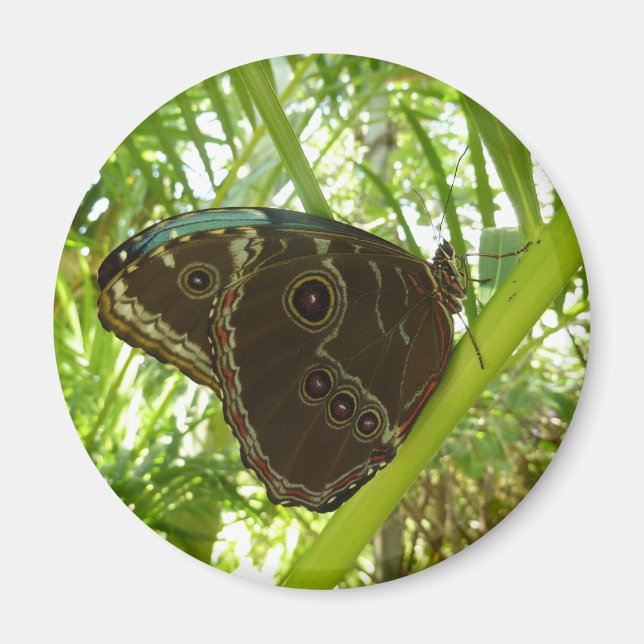 Aimant Photo de la nature du papillon bleu Morpho (Devant)