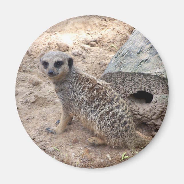Aimant Photo de Meerkat contre la rondelle et le sable (Devant)