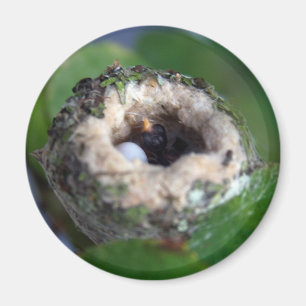 Aimant Photo de nid et d'oeuf de colibris