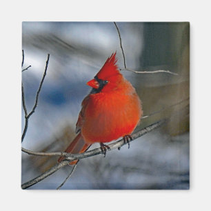 Aimant Photo du cardinal Red Winter